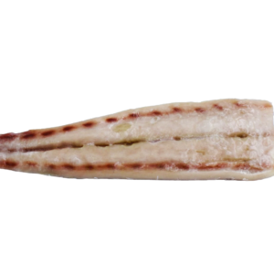 Lonja de Dorado